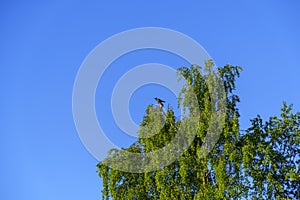 Two crows at very top of tree on warm sunny summer morning in clear blue sky