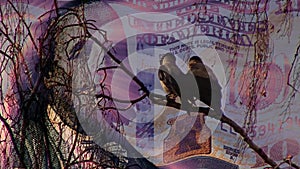 Two crows watching 100 dollars flag waving on sunset new unique quality humoristic dynamic footage