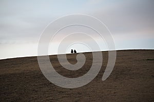 Two crows watching the sunrise on the hill at dawn