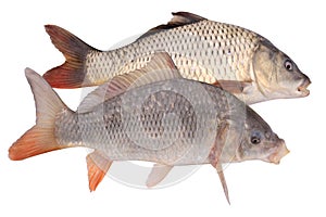 Two of crucian carp fish isolate