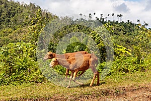 Two cuban sheeps walking along a road in alejandro de humboldt national park near baracoa cuba