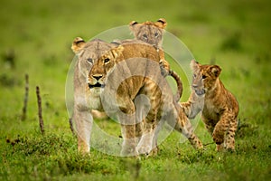 Two cubs attack lioness walking in grass