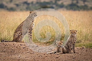 Two cubs on dirt track beside cheetah