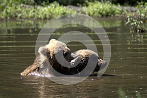 Two cubs in the lake