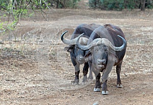 Two cud chewing Cape Buffalo [syncerus caffer] bulls in the bush in Africa