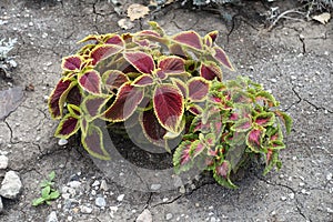 Two cultivars of Coleus scutellarioides with colorful foliage in July photo