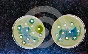 Two culture media plate showing bacterial growth inhibition antibacterial sensitivity