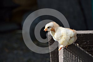 Two cure yellow and brown little chicken on a farm, the naked ne