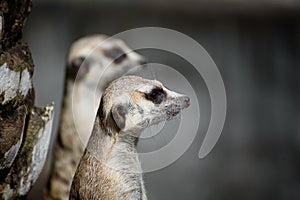 Two curiosity Meerkats Suricata suricatta or African small carnivores watching surroundings