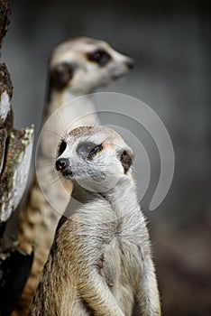 Two curiosity Meerkats Suricata suricatta or African small carnivores watching surroundings