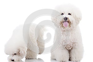 Two curious bichon frise puppy dogs,