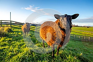 Two curious brown sheep in the grass on a dike in the Hellegatspolder in Lisse.