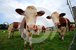 Two curious cows