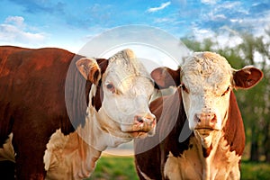 Two curious cows