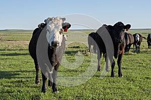 Two curious cows in a green pasture