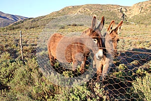Two curious donkeys behind a fence in the Karoo.