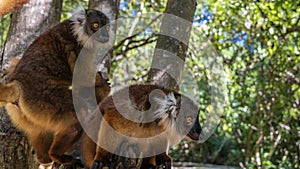 Two curious female lemurs Eulemur macaco are sitting on a tree trunk photo