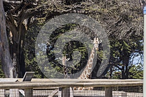 Two curious giraffes look over a fence from a tree covered area. Shallow depth of field