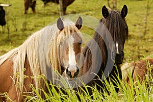 Two Curious Horses photo