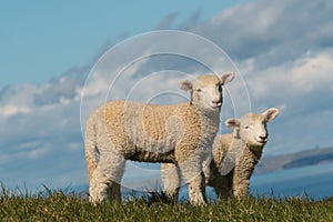 Two curious lambs
