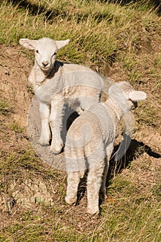 Two curious little lambs