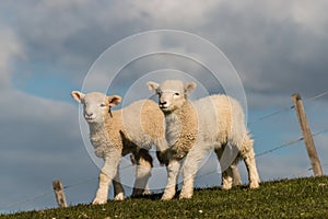 Two curious little lambs