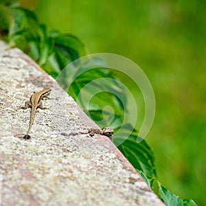 Two curious lizards on the stone
