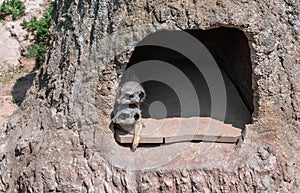 Two curious meerkat