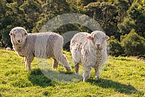 Two curious merino sheep grazing on fresh grass