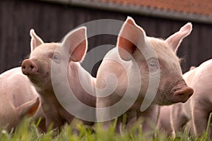 Two Curious Piglets photo