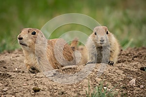 Two Curious Prairie Dogs Near Home