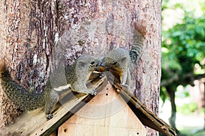 Two curious Slender squirrel sit on a tree, Malaysia.