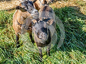 Two curious small goats on the Swiss Alps in Autumn - 1