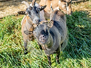 Two curious small goats on the Swiss Alps in Autumn - 2