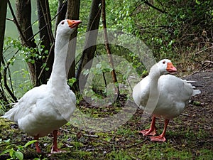 Two curious white Emden geese beside a lake. photo