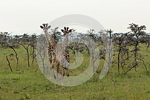 Two curious young giraffes among the trees