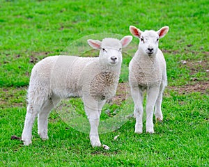 Two curious young lambs