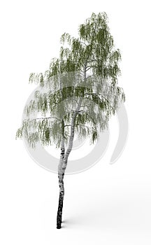 Two Curved Birch isolated