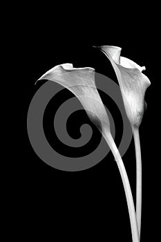 Two curvy classic white calla lilies against black background