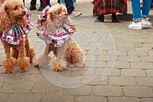 Two cut poodles