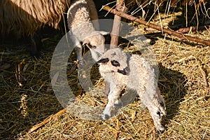 Two cute and adorable young lambs playing on the farm