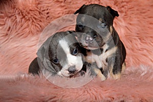 Two cute american bully puppies curiously looking forward
