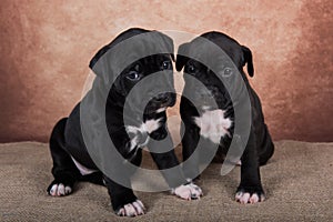 Two cute American Staffordshire Terrier dogs or AmStaff puppies on brown background