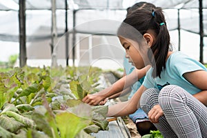 Two cute asian child girls harvesting fresh vegetables in organic hydroponic vegetable cultivation farm