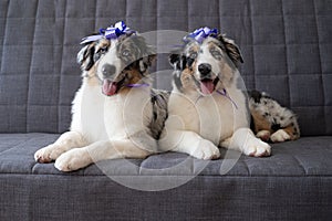Two cute Australian blue merle shepherd puppy dog ribbon bow on head. Happy birthday