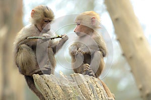 Two cute baby baboon