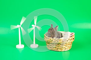 Two cute baby brown rabbits sleeping in basket with two wooden white windmill with rotation