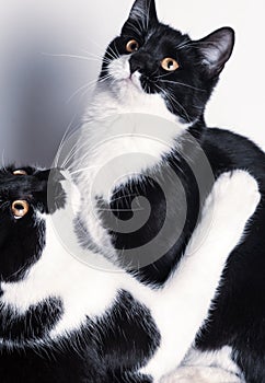 Two cute baby cats plaing