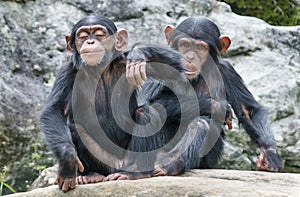 Two baby Chimpanzees sitting side by side