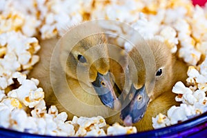 Two cute baby ducklings nestled in a bowl of popcorn